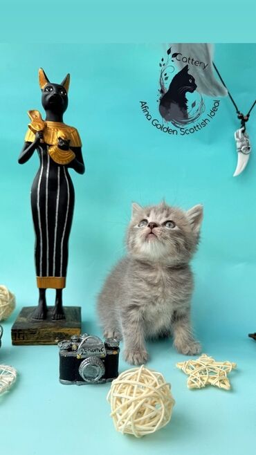 объявления о найденных животных: Британская короткошёрстная, 1 месяц, Мальчик, Серый, Приучена к лотку