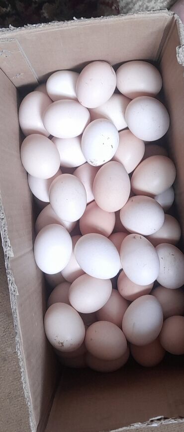 Quşlar: Mayali kend yumurtasının satısı 030qepik unvan ceyranbatan zakas