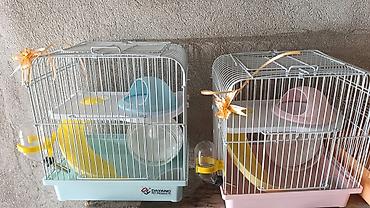 Gəmiricilər: Yeni 2mərtəbəli qəfəs 2xomyak ağ və boz🐭 qəfəsin içində Fırlanan çarxı — 2