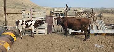 Inəklər, öküzlər: Satılır: inək və buzovlar salam hər vaxtı xeyir olsun bu şəkildə — 4