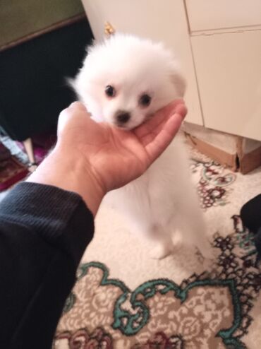 it adlari oglan: Шпиц, 3 месяца, Самка, С прививками, Платная доставка