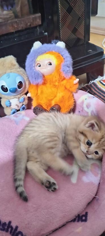 Pişiklər: Britan, Yaxşı əllərə — 15