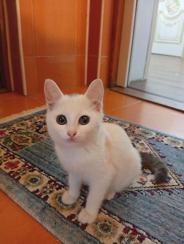 heyvanlar pisik: Котенок отдается в добрые руки, была спасена от собаки. добрая и — 5