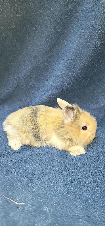 Декоративные кролики: Продаются декоративные крольчата, милые малыши с очень красивыми — 4