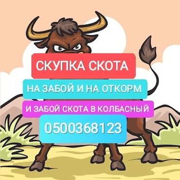 скупка лошадей: Сатып алам | Уйлар, букалар, Жылкылар, аттар | Күнү-түнү, Бардык шартта, Союлган