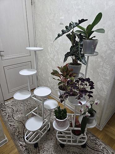 орхи: Полка, этажерка для цветов, Новый, Железо, Бесплатная доставка — 3