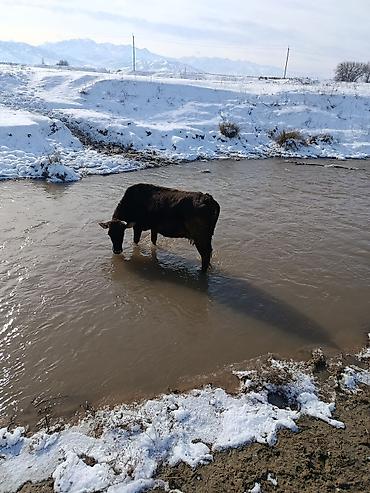 Коровы, быки: Продаю | Корова (самка) | Для молока — 7