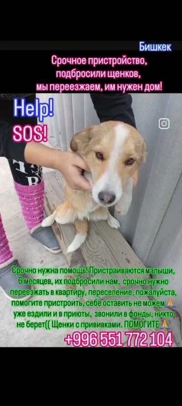 Отдам даром собаку: ‼️‼️‼️срочно нужен любящий хозяин номера телефонов указаны на фото at lalafo.kg — 7 Отдам даром собаку: ‼️‼️‼️срочно нужен любящий хозяин номера телефонов указаны на фото — 7