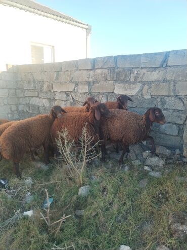 Qoyunlar, qoçlar: 9 baş qala cinsi quzular 3- ü erkək 6 sı Dişidir.öz Həyətimin — 8