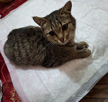 возьму кошку в добрые руки: Кошка даром: Беспородная, 1 год, Мальчик, Приучена к лотку — 1