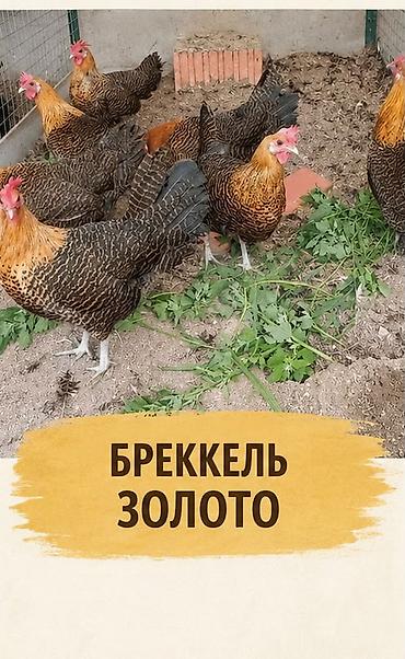 Животные: Продаю | Куры | Для разведения — 4