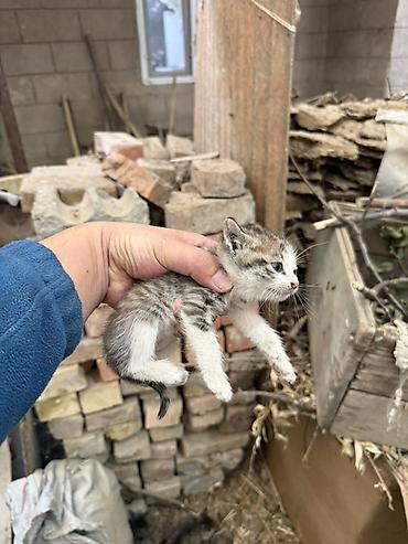 Табылган жана жоголгон мышыктар: Котята, домашние. Окрас: серо-белый (пятнистый) и тигровый (серый — 1