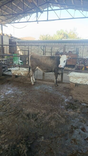 inek yemleri: Bu duye satilir . 5 ayi ayin 18 I tamam olur yoxlatmiwam ata Simmental