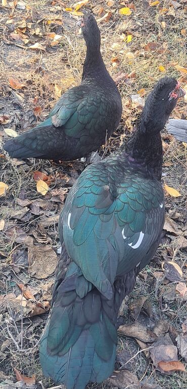 Ördəklər: Dişi, | Macar, Damazlıq, Pulsuz çatdırılma — 7