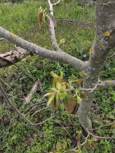Torpaq sahələrinin satışı: 25 sot, Tikinti, Mülkiyyətçi, Kupça (Çıxarış) -da lalafo.az — 6 Torpaq sahələrinin satışı: 25 sot, Tikinti, Mülkiyyətçi, Kupça (Çıxarış) — 6