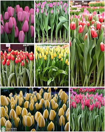 Букеты из живых цветов: Дорогие друзья! В продаже голландские тюльпаны выращенные в наших — 5