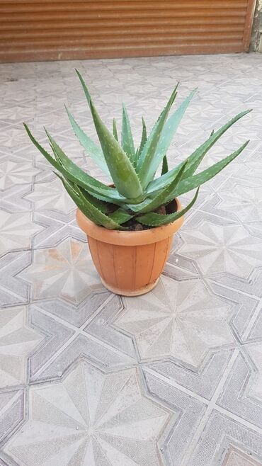 Aloe