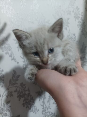 шотландская вислоухая лиловая кошка: Сиамская, 2 месяца, Девочка, Метис