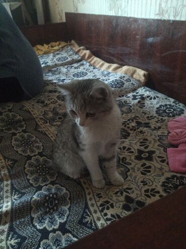 все о йоркширских терьерах: Котёнок серо-белого окраса - Порода/тип: домашний короткошёрстный