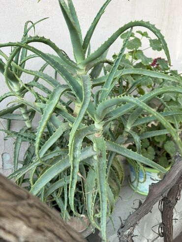 навесы перед домом: Алоэ (вероятно, Aloe arborescens/вековое дерево). Крупное