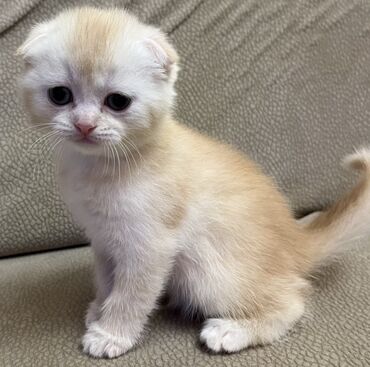 Pişiklər: Temiz qan shinshila balalari satilir. 15 .11.25 ilde dogulublar. yemek — 5