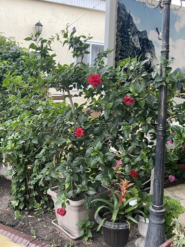 шкаф офисный стол: Продаю комнатные цветы: монстера, китайская Роза, фикус