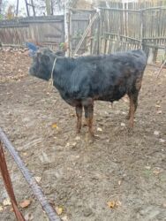 отдам даром вислоухого котенка: Сатам | Бука (эркек) | Бордоп семиртүү үчүн