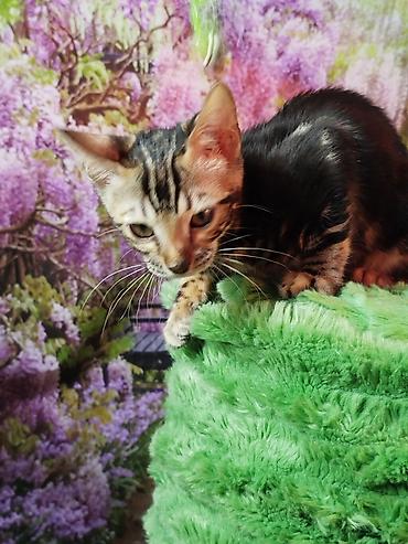 Продажа кошек: Бенгальская, 2 месяца, Мальчик, Черный, Приучена к лотку, Проглистована, С документами — 26