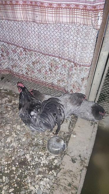 avstralop xoruz: Toyuq, Damazlıq — 2