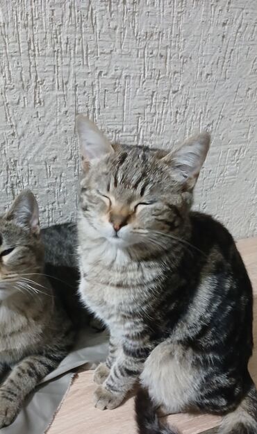 Отдам даром кошку: Кошка даром: Беспородная, 1 год, Мальчик, Приучена к лотку, Проглистована