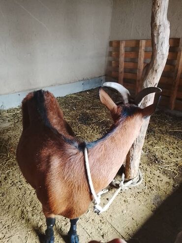 дом для животных: Другие животные