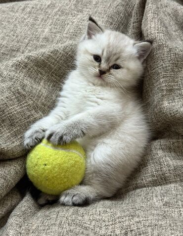 Pişiklər: Britan, Yaxşı əllərə — 22