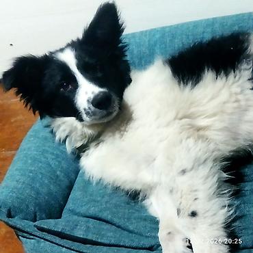 Отдам даром собаку: Собака даром: 5 месяцев, Самец, С прививкой — 4