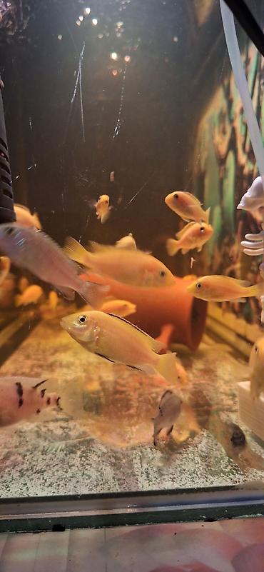 akva: Dördbucaq akvarium, Balıqlarla birlikdə, 96 l, Ünvandan götürmə — 7