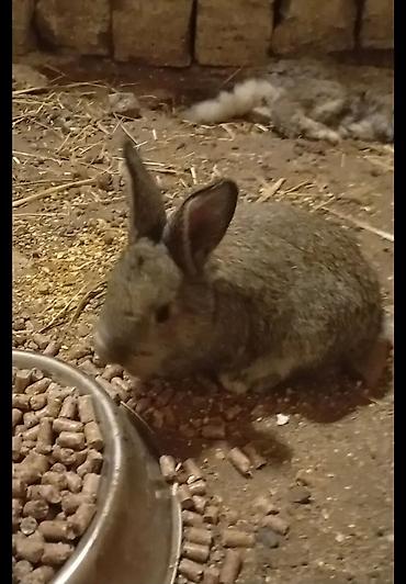 quzu qiyməti: Salam təmiz qan ətlik Flandr (Flemish Giant) yenidən doğuş olub — 6