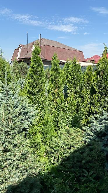 Туя: Продаются декоративные хвойные растения 🌿🌲 -туи от 80 до 300см -ели от — 12