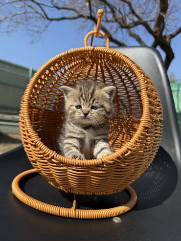 Продажа кошек: Британская короткошёрстная, 1 месяц, Девочка, Золотая шиншилла, Приучена к лотку, Проглистована, С документами — 6