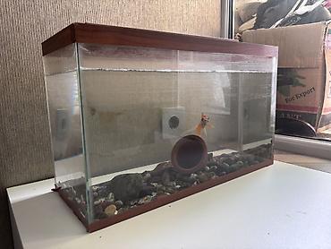 Akvariumlar: İki akvarium birlikdə satılır. Ayrı-ayrı satılmır. Digər aksesuarlar — 2