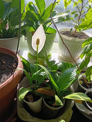 Фикусы: Комнатные растения — коллекция укоренённых саженцев и деток - Фикусы — 3