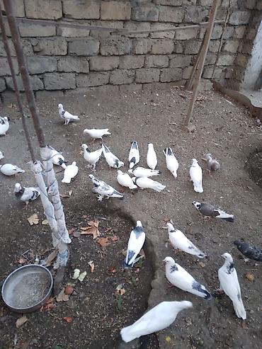 göyərçin satılır: Uçan quşdarın balaları satılır ata analar yox neçə partıya yoxlanılmış — 4