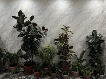 ковры резиновые: Комнатные растения в горшках — декоративные и неприхотливые виды для