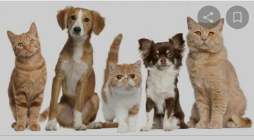 ветеринары на дом: Временная платеая передержка на дому, без клеток и вольеров на время