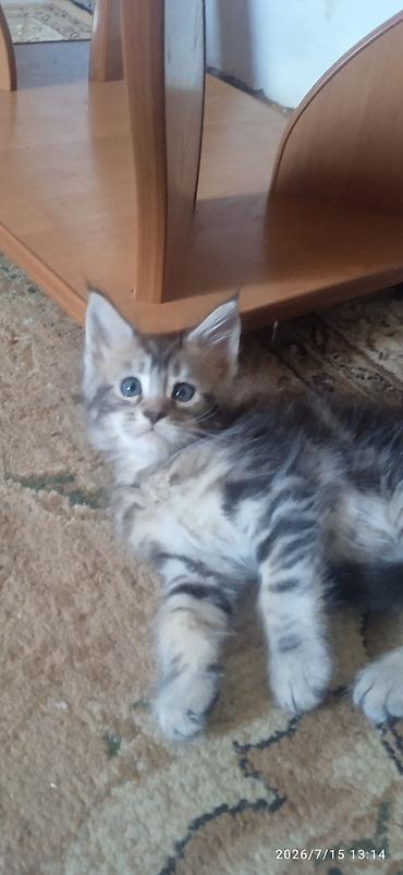 Животные: Гиганты Кошачьего мира❤️ Мейн-Куны❤️❤️❤️Мини питомник не клеточного — 3