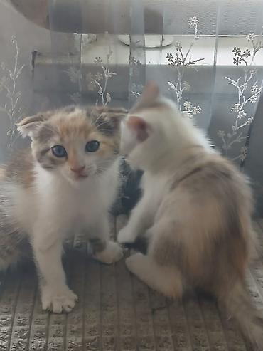 белые котенки: Котята, домашнее потомство. - Порода: беспородные (домашние). - — 4