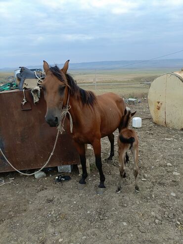 toyuq satılır: Самка, лет: 5, Платная доставка