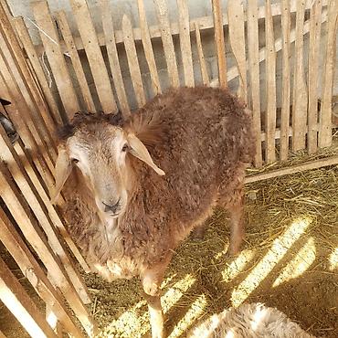 Баран, овца: Продаю | Овца (самка) | Для разведения | Матка — 9