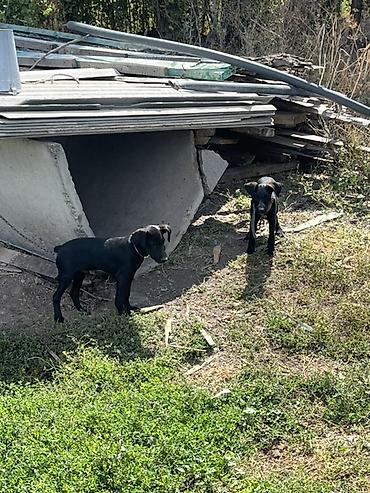 вет: 3 айлык, Эркек — 7