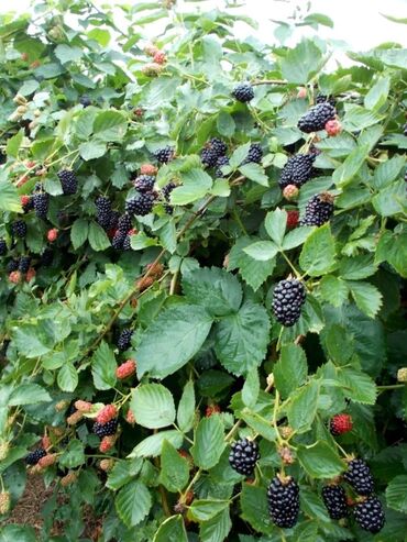 калийные удобрения: Кара бүлдүркөн Дүңүнөн, Өзү алып кетүү, Акысыз жеткирүү