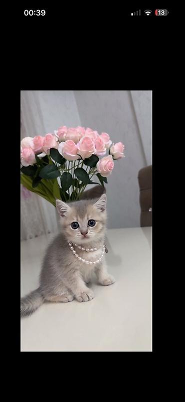 золотая шиншилла цена: Британская — 1