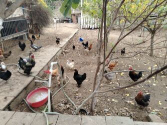 Ördəklər: Başlıq:Ev quşları Təsvir: Həyət quşları satılır: - Ördeyin xoruzu – — 11